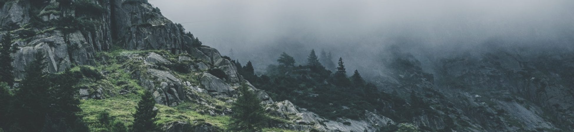 green leafed trees during fog time 167684.jpg